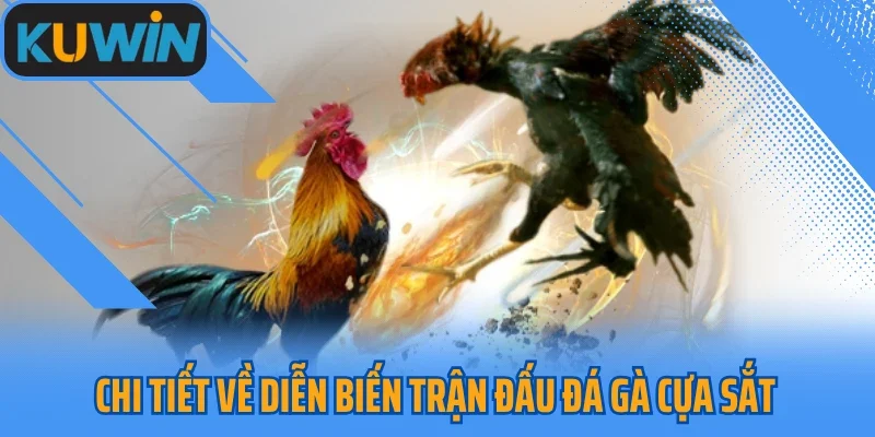 Chi tiết về diễn biến trận đấu đá gà cựa sắt