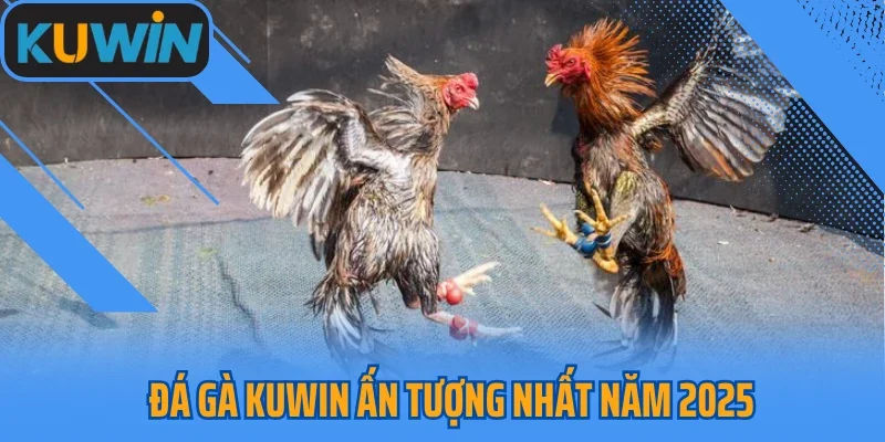 Đá gà Kuwin ấn tượng nhất năm 2025