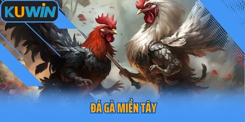 Đá Gà Miền Tây Kuwin Và Nét Đẹp Văn Hoá Miền Sông Nước