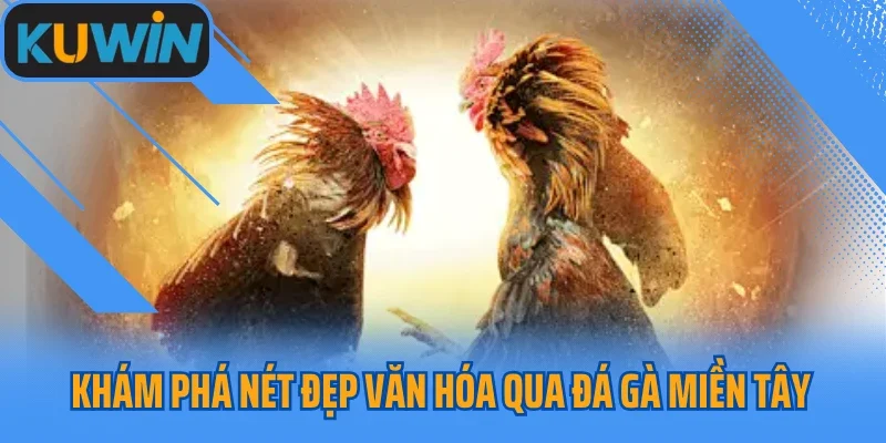 Khám phá nét đẹp văn hóa qua đá gà miền Tây