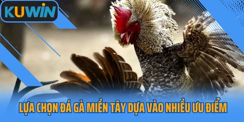 Lựa chọn đá gà miền Tây dựa vào nhiều ưu điểm