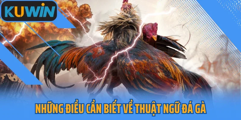 Những điều cần biết về thuật ngữ đá gà