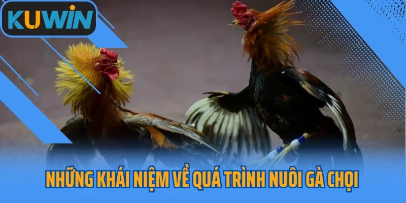 Những khái niệm về quá trình nuôi gà chọi