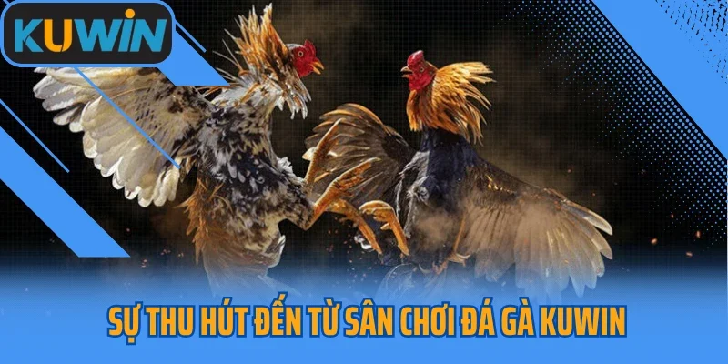 Sự thu hút đến từ sân chơi đá gà Kuwin