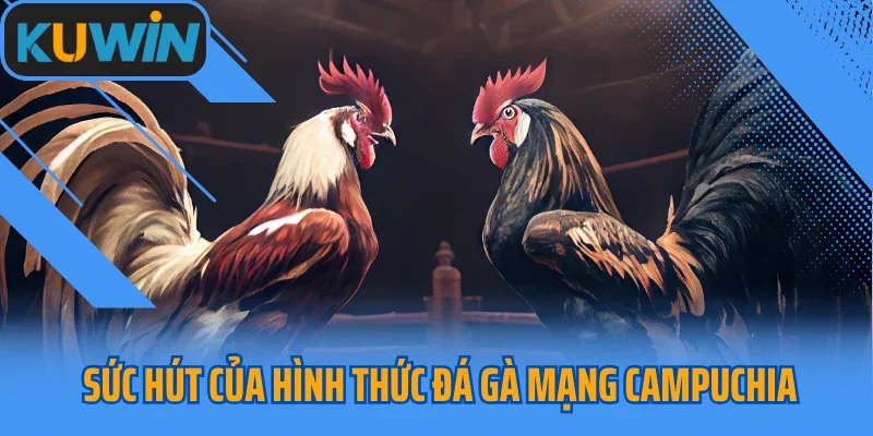 Sức hút của hình thức đá gà mạng Campuchia