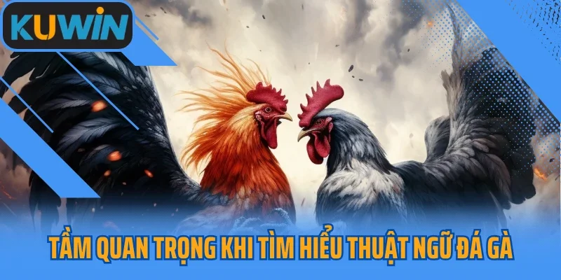 Tầm quan trọng khi tìm hiểu thuật ngữ đá gà