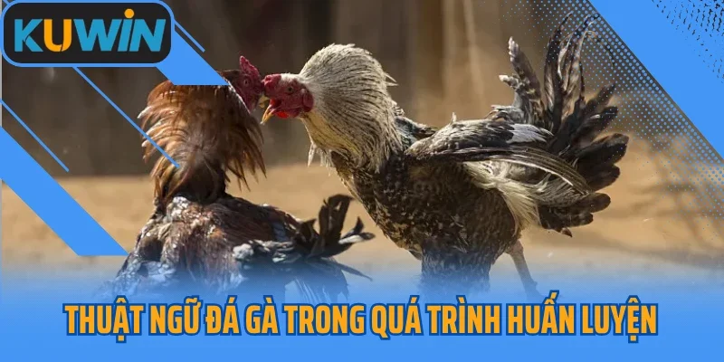 Thuật ngữ đá gà trong quá trình huấn luyện