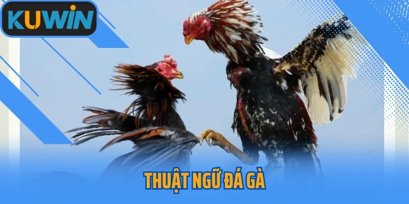 Chia Sẻ Nội Dung Chuẩn Nhất Các Thuật Ngữ Đá Gà Tại Kuwin