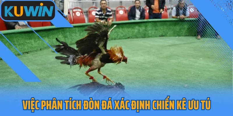 Việc phân tích đòn đá xác định chiến kê ưu tú